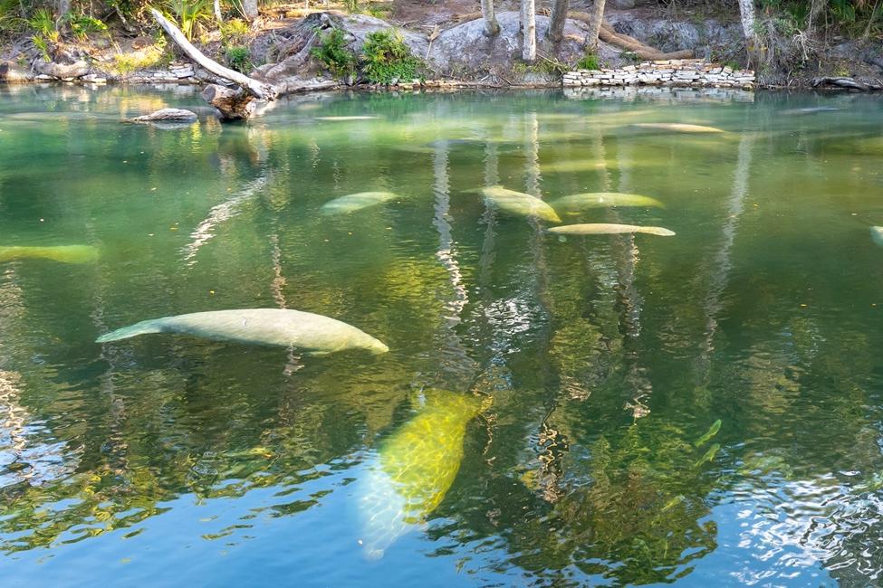 Manatees can be found from Brazil to Florida and all the way around the Caribbean islands. Some species including the Florida Manatee are considered endangered by the International Union for Conservation of Nature.